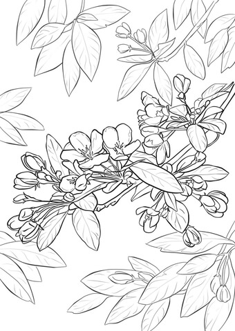 Apple Blossom Coloring Page